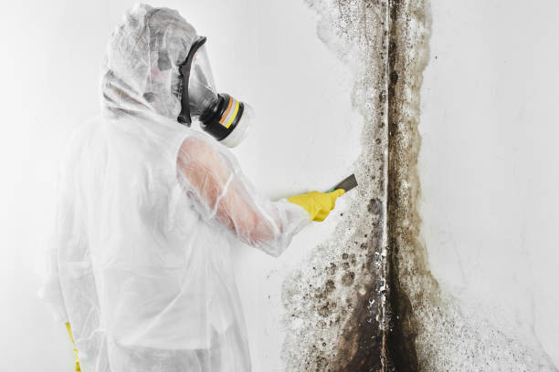 Best Residential Mold Remediation in Pennsburg, PA